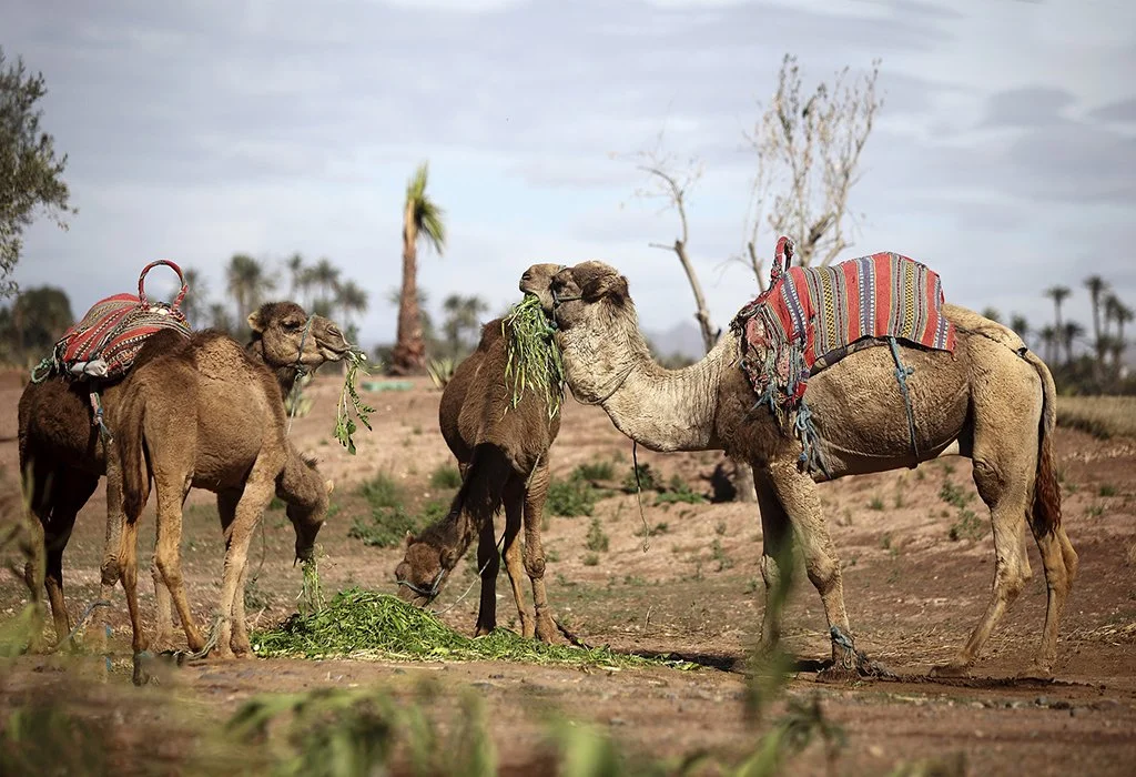 berber villages day trip marrakech