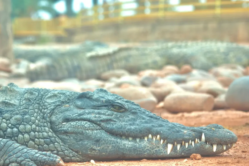 crocodile in crocoparc agadir