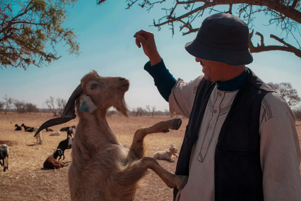 Goats with a guide