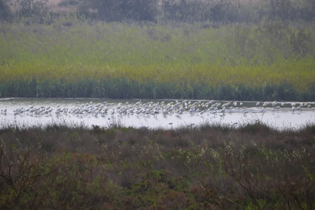 Lake in ouad Sous Agadir