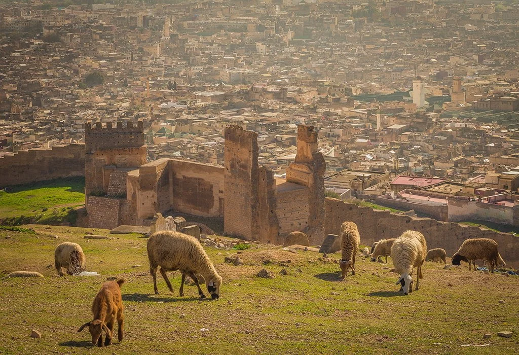 moulay idriss day trip fez